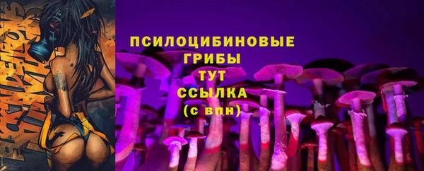 прущие грибы Новодвинск